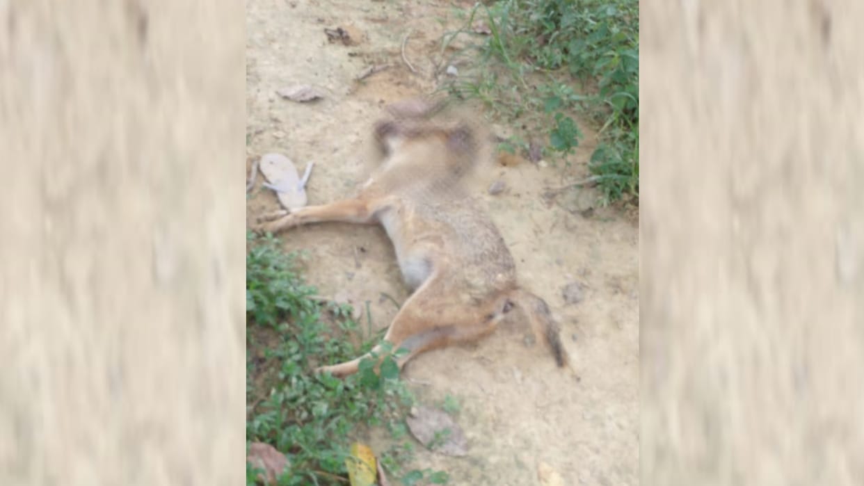 Barabanki News: Dead bodies of four jackals found together in the forest