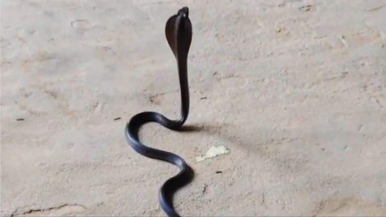 man was going to district supply office with cobra snake said I am worried my name was deleted in ration card