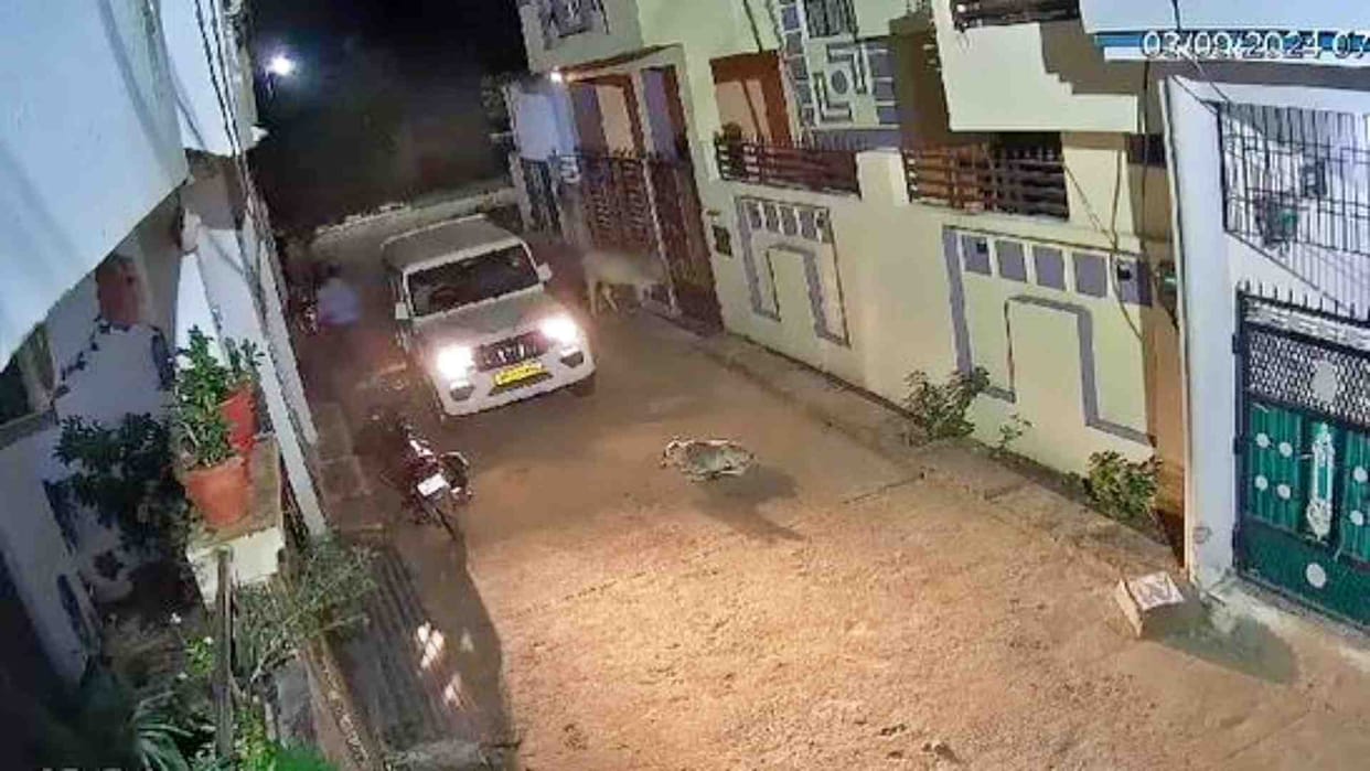 Satna News: A car deliberately ran over a cow sitting in the neighborhood, causing death