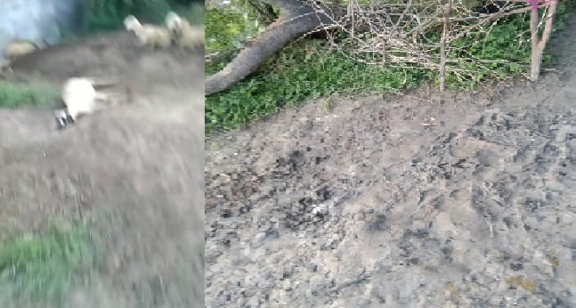 Wild animal attack in Hamirpur, more than 20 sheep died, villagers said could not see which animal it was