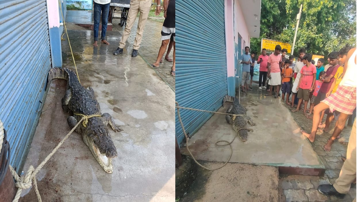 Panic due to finding a seven feet long crocodile, villagers caught with a rope, forest department rescued