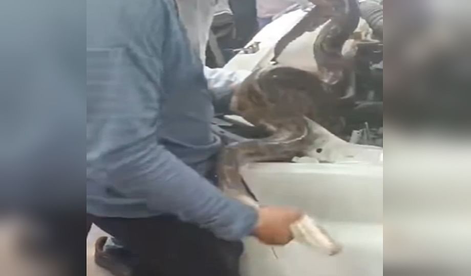 Python in the car Giant python found in the bonnet of a car parked in the garage, created a stir