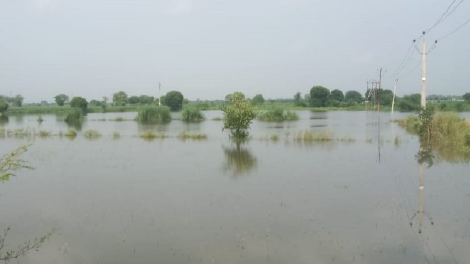 Track of Karban river cut, 300 bighas of crop submerged