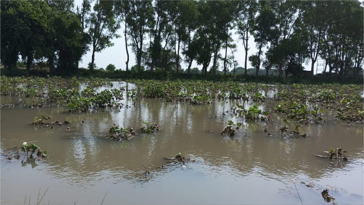 Disaster rains: Farmers wishes ruined, crops damaged up to 80 percent