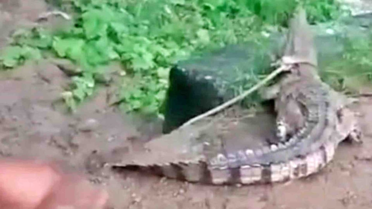 Bhind News: Crocodile reached Chaumhon village due to flood of Chambal river in Bhind district