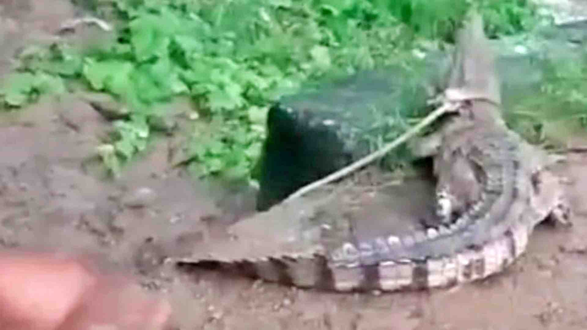 मगरमच्छ के पकड़ते ग्रामीण।