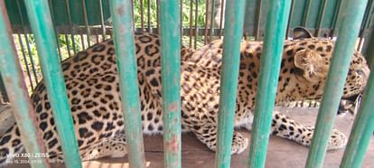 Female leopard captured in MNIT College, Jaipur