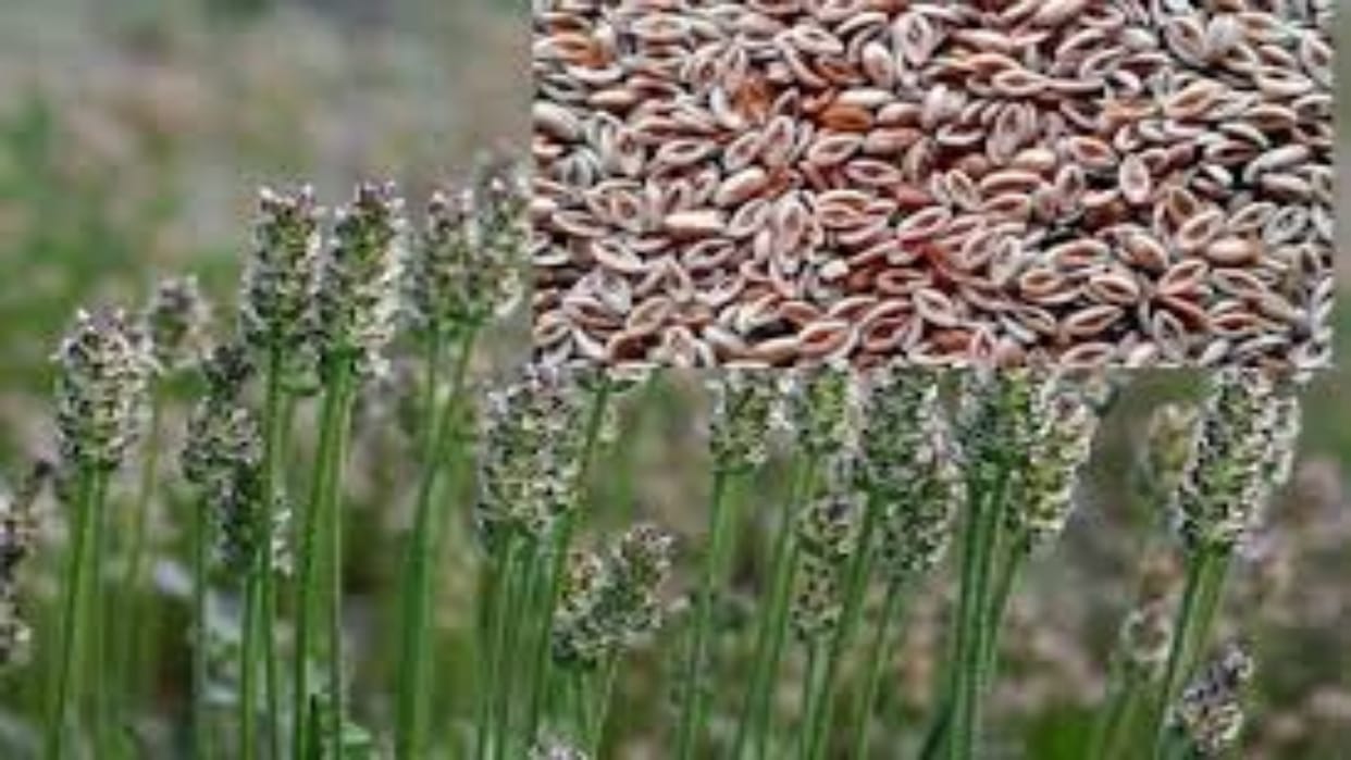 Sirohi: 35 percent grant will be given on setting up Isabgol plant, Agriculture Market Committee Secretary sai