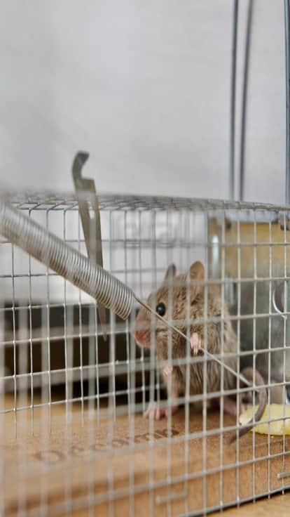 Rats are causing damage to PGI Rohtak