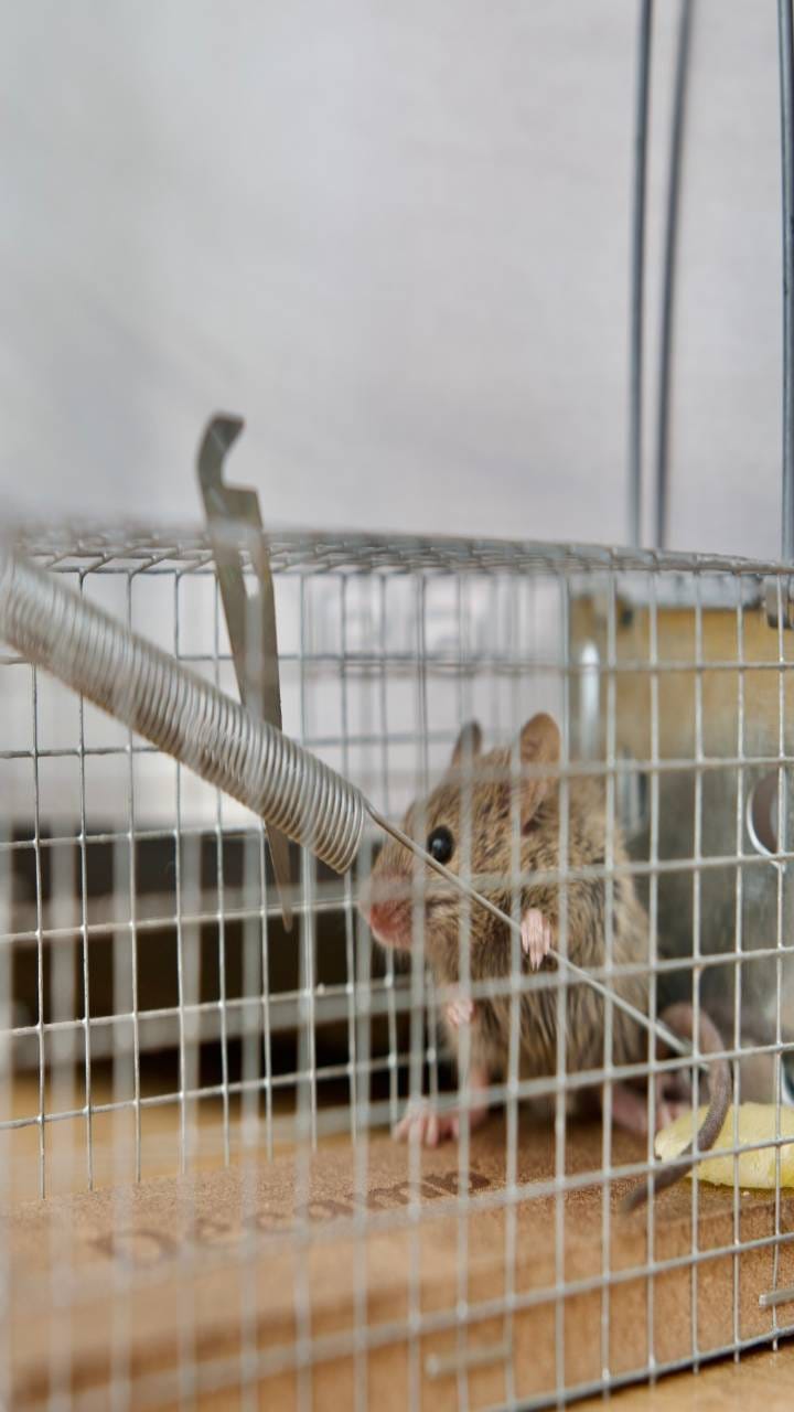 Rats are causing damage to PGI Rohtak