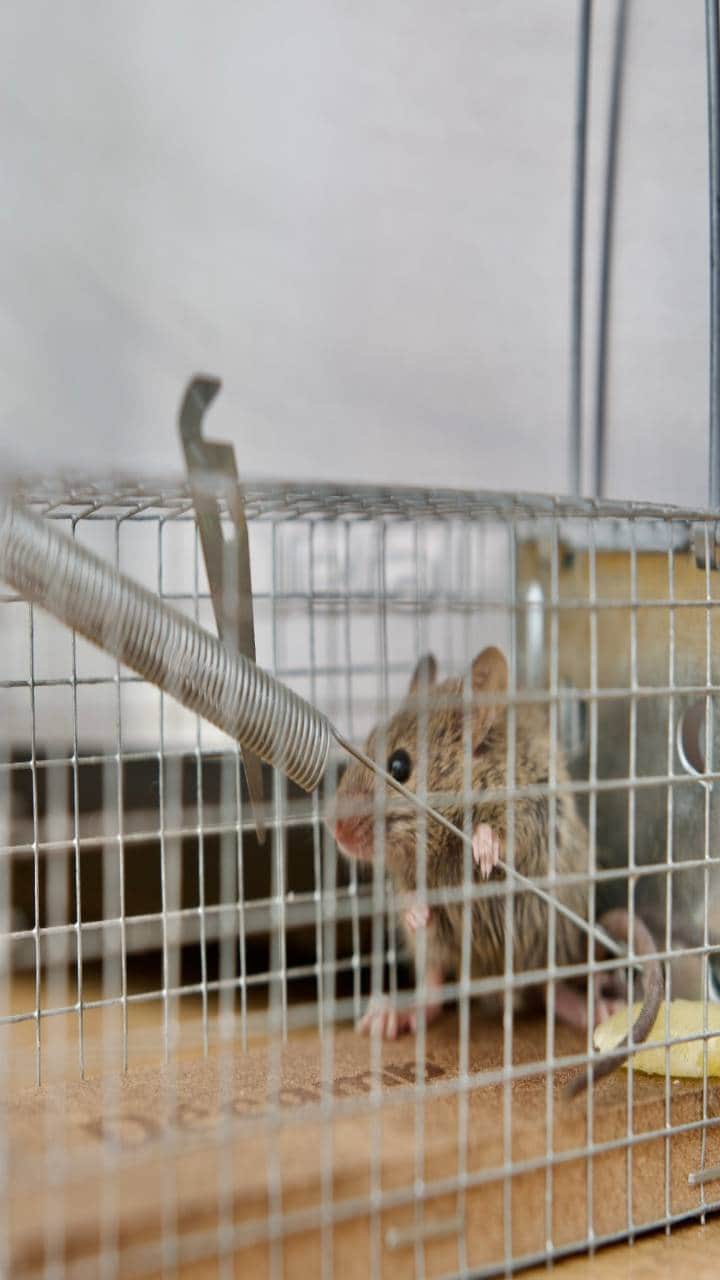 आईसीयू में पहुंचे चूहे