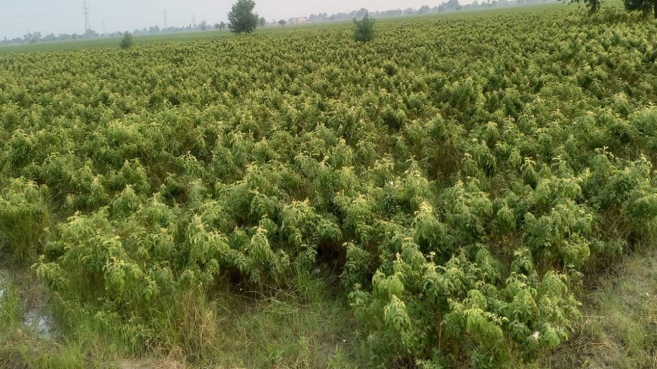 Rose crop also damaged due to rain