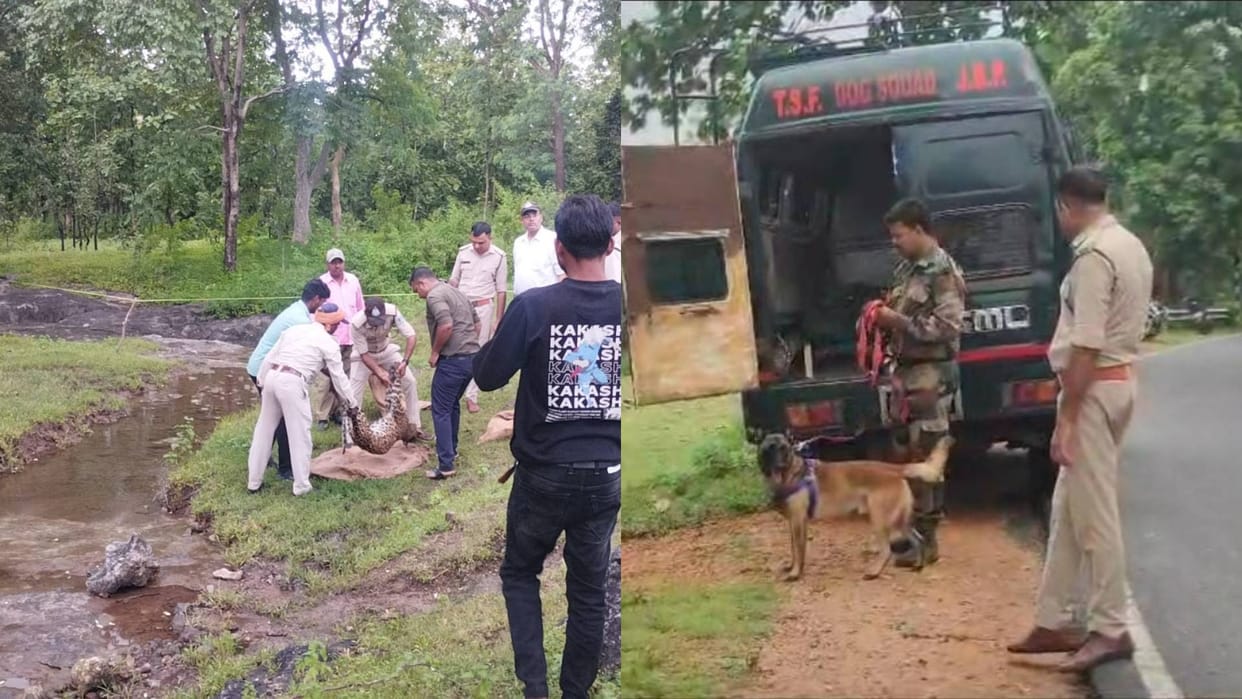 Katni Leopard PM report reveals that it died after getting trapped in hunters trap reward announced