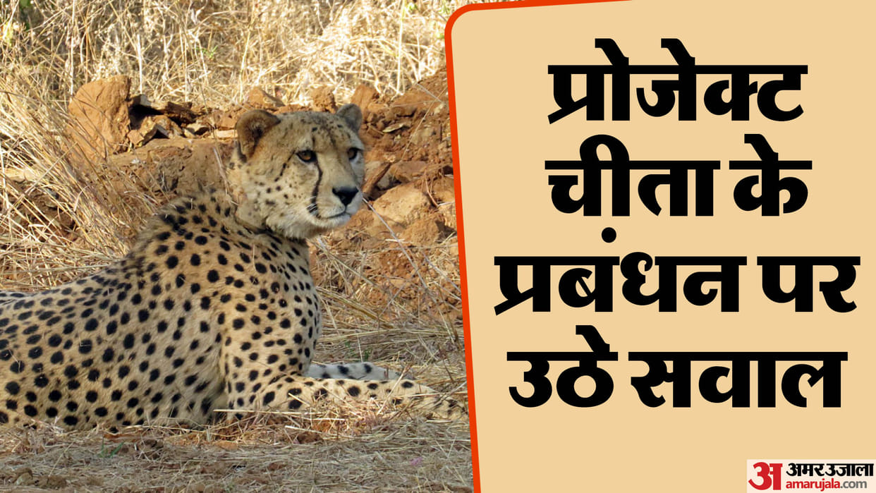 MP Cheetah Project Lack of Centre-State Coordination Officer Removed 45 Seats Vacant