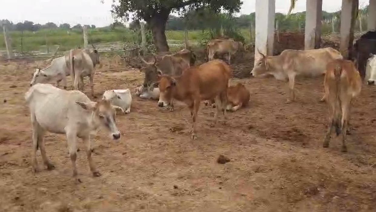 Raebareli: Condition of cows in gaushala in Dhoota Ashram.