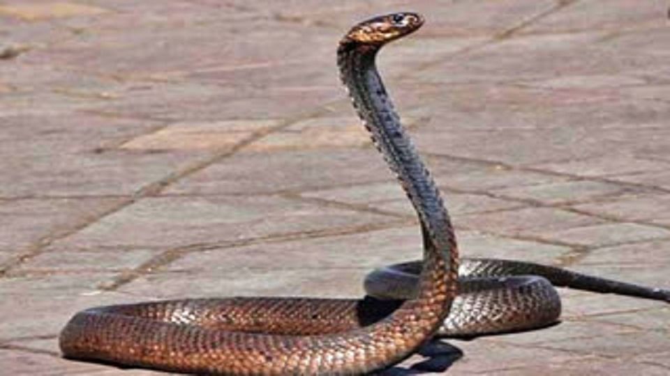 Advisory issued in Aligarh regarding snakebite incidents