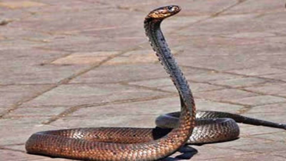 Snake came out in school, two students narrowly escaped