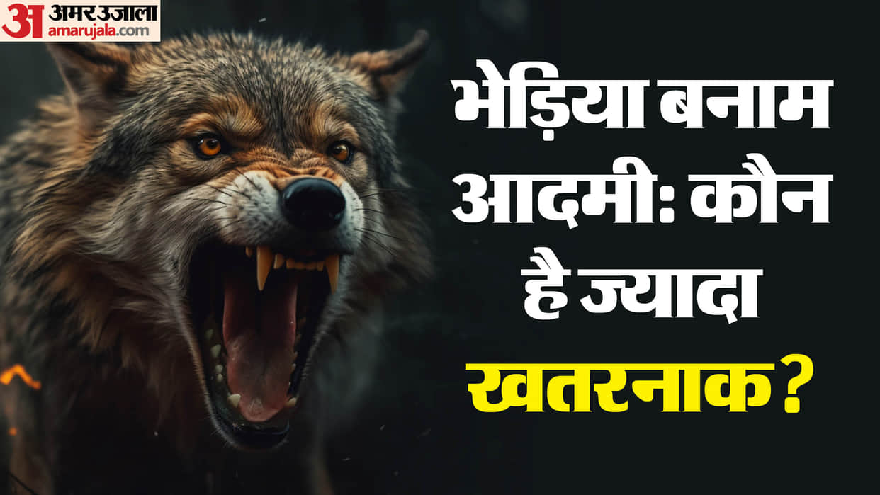 Wolf vs Human: Why have wolves become enemies of humans? know What do experts say bahraich wolf attack
