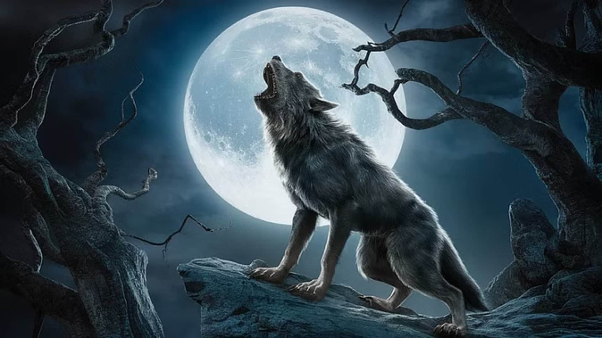 Wolf vs Human: Why have wolves become enemies of humans? know What do experts say bahraich wolf attack