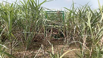 Leopard terror in Moradabad, dreaded leopard has moved closer city is continuously attacking