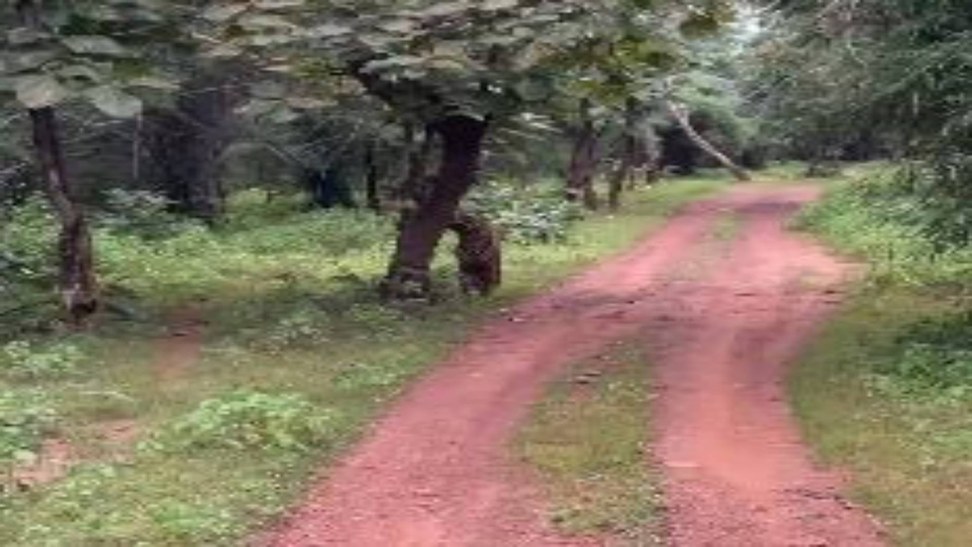 Panna Tourists saw tiger in Akola buffer when it started coming towards gypsy tourists retreated see photos