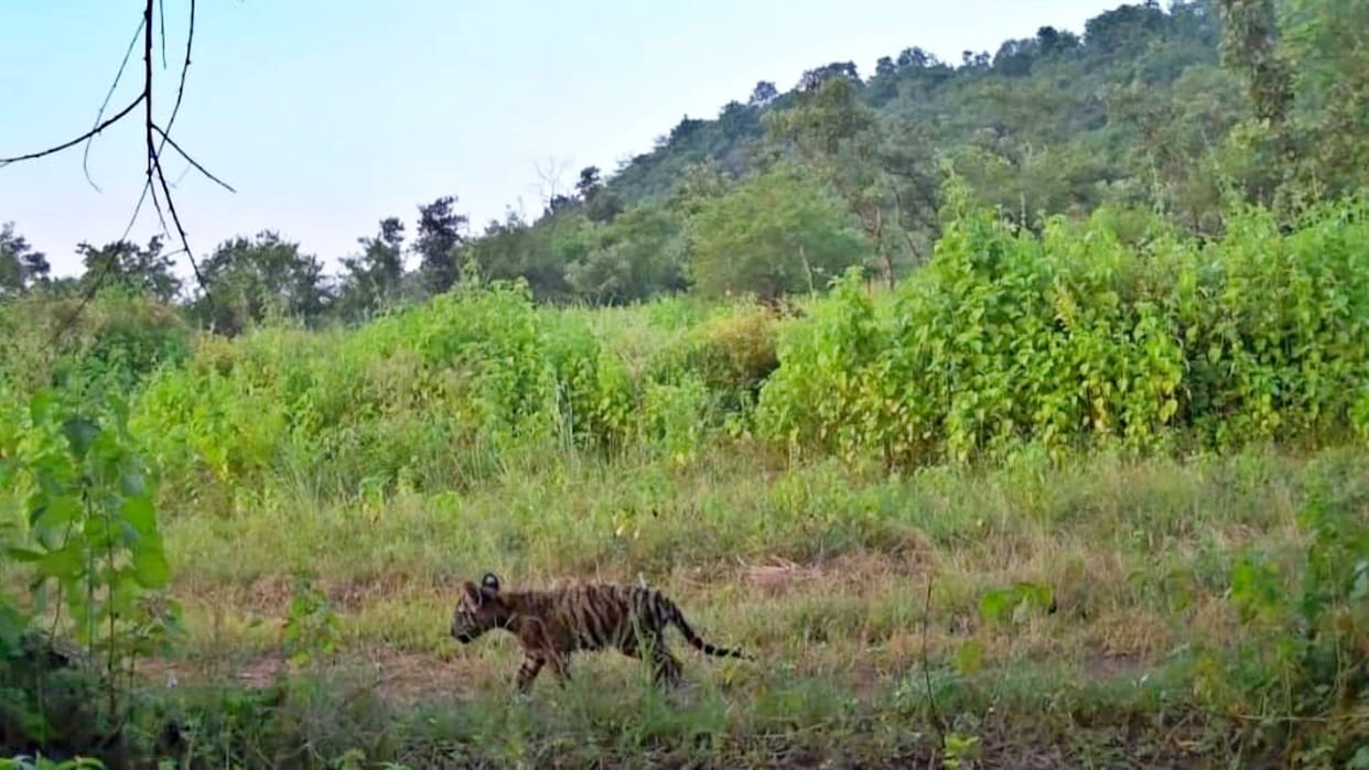 Madhav National Park Shivpuri Tigress MT-3 gave birth to cub Deputy Director gave information
