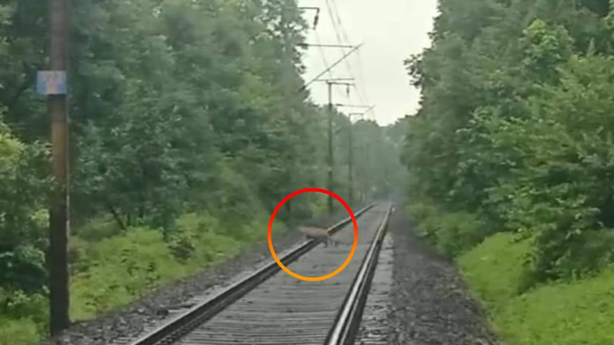Shahdol Railway employees were shocked to see a lion on railway track Bandhwa Ghunghuti