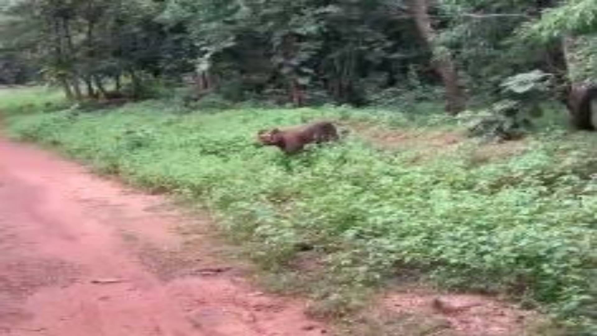 Panna Tourists saw tiger in Akola buffer when it started coming towards gypsy tourists retreated see photos