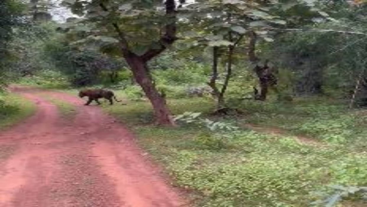 Panna Tourists saw tiger in Akola buffer when it started coming towards gypsy tourists retreated see photos