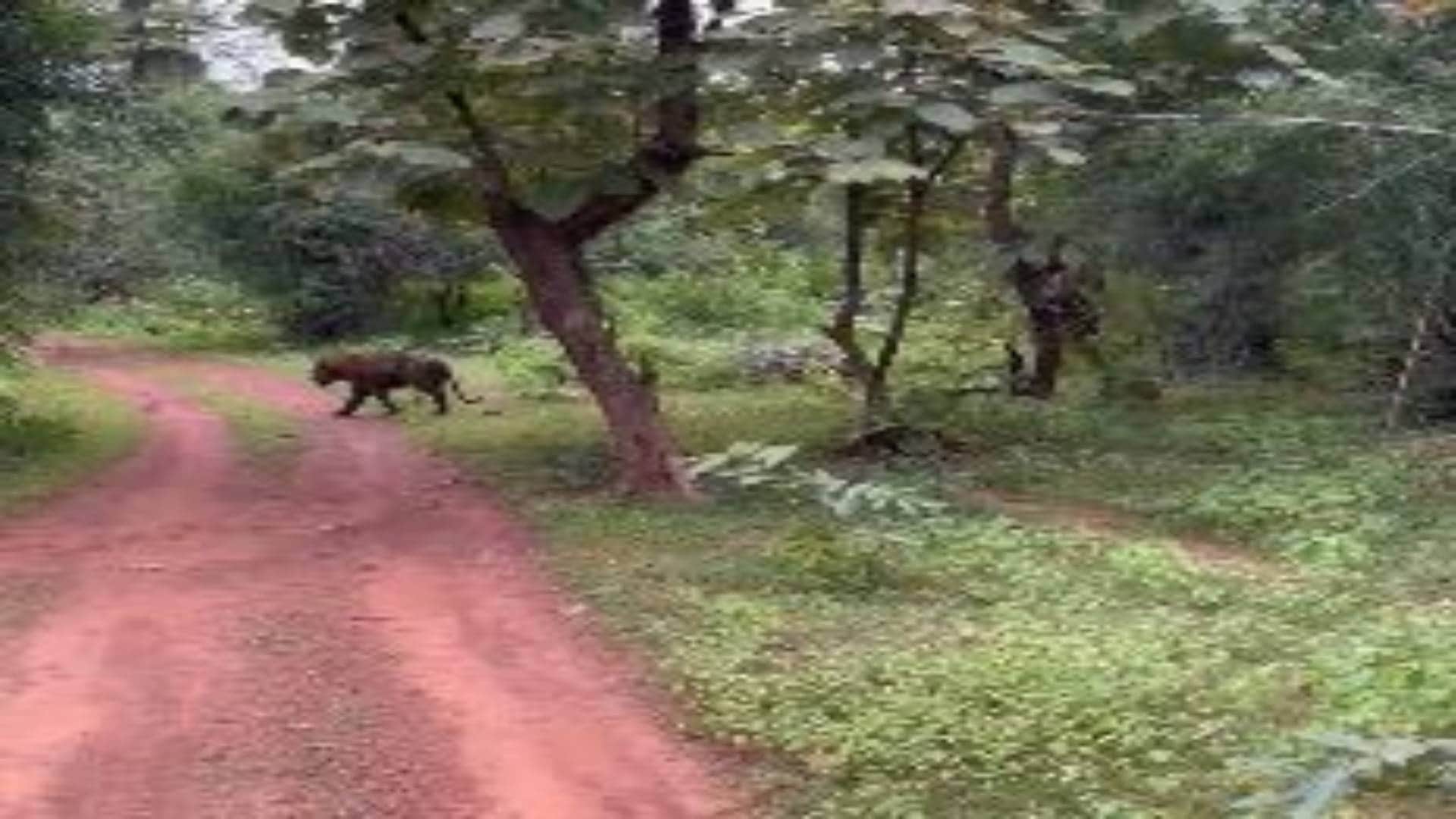अकोला बफर जोन में बाघ