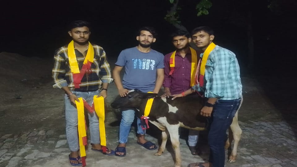 Radium belt tied to destitute cattle
