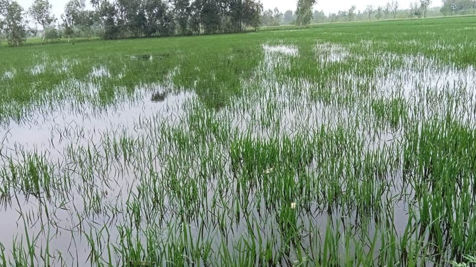 Chance of heavy rain in western UP, Paddy crop destroyed,temperature dropped