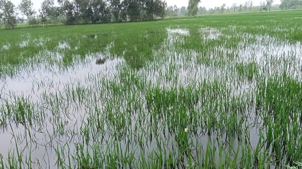 Chance of heavy rain in western UP, Paddy crop destroyed,temperature dropped