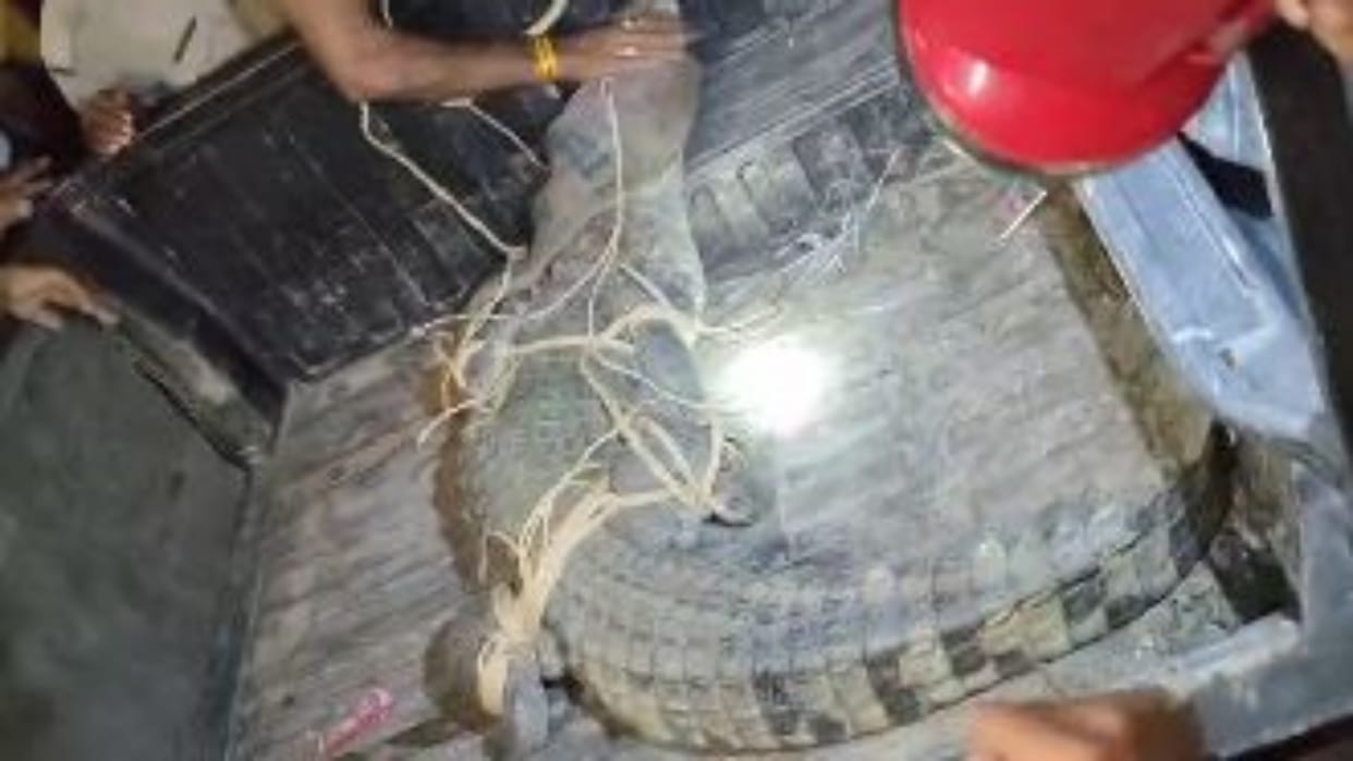 Jaipur: Crocodile again reached the populated area, forest department rescued and released in biological park