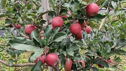 Iranian apples reached Himachal via Afghanistan, sold at Rs 90 per kg