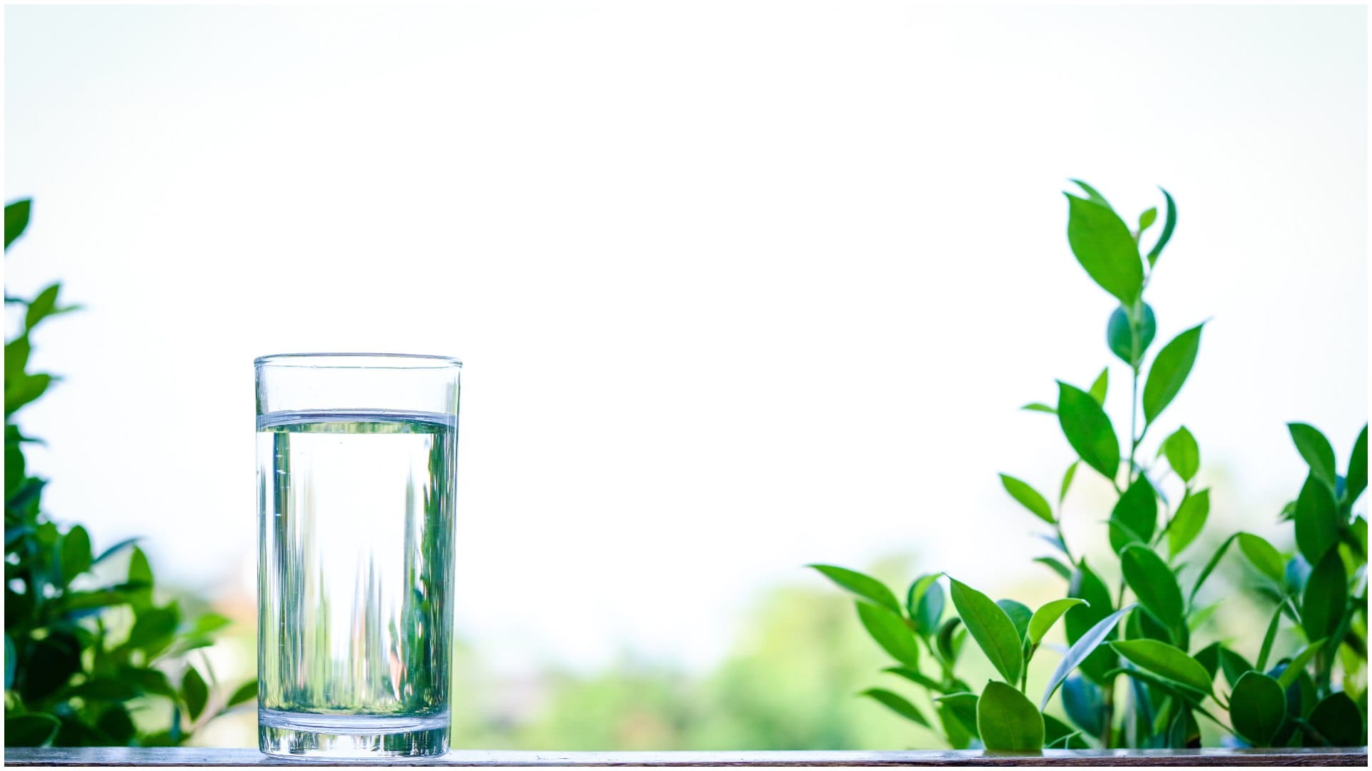 Drink the water of Curry green leaf every morning diabetes obesity will be controlled