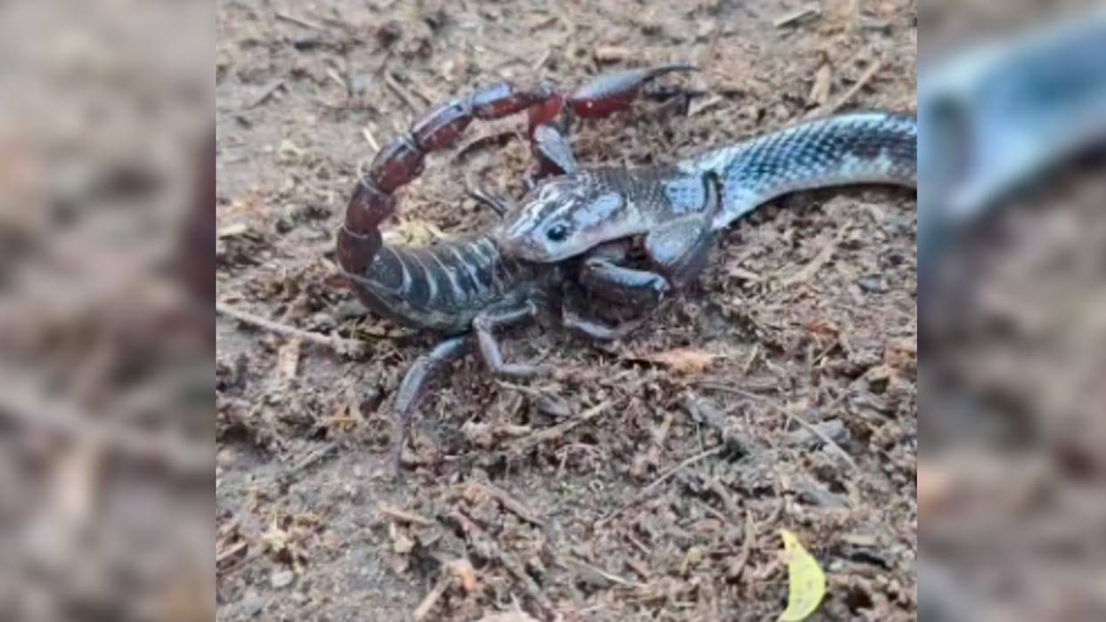 Viral Video: Saanp Aur Bichhoo Ki Ladai Video Snake And Scorpion Fight Video