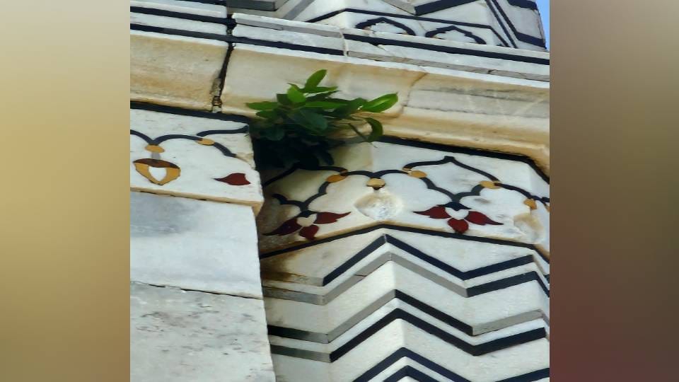 plant grew on marble wall of main dome of Taj Mahal tourist shared photo