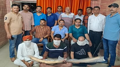 Three smugglers carrying two elephant tusks arrested in Bareilly