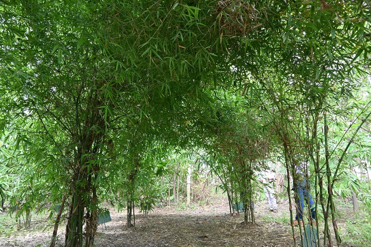 Bamboos of Assam liked the climate of Sangam city, 42 species of bamboo in the nursery of Forest Research Cen