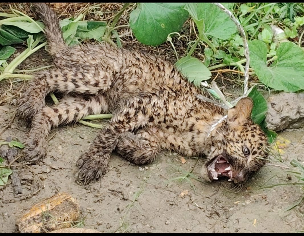 Roorkee News Leopard cub found in Doriyo village panic in Villagers