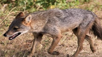 Bahraich: Two jackals were beaten to death due to fear of wolf, such incidents had happened earlier also due t