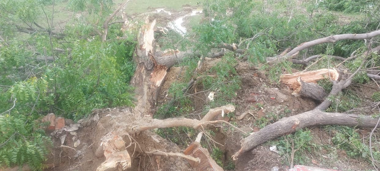 Police identifying those who cut 300 green trees, CCTV footage scrutinized