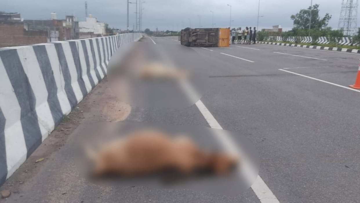 Chhatarpur News Five cows died after being crushed by high speed pickup on highway