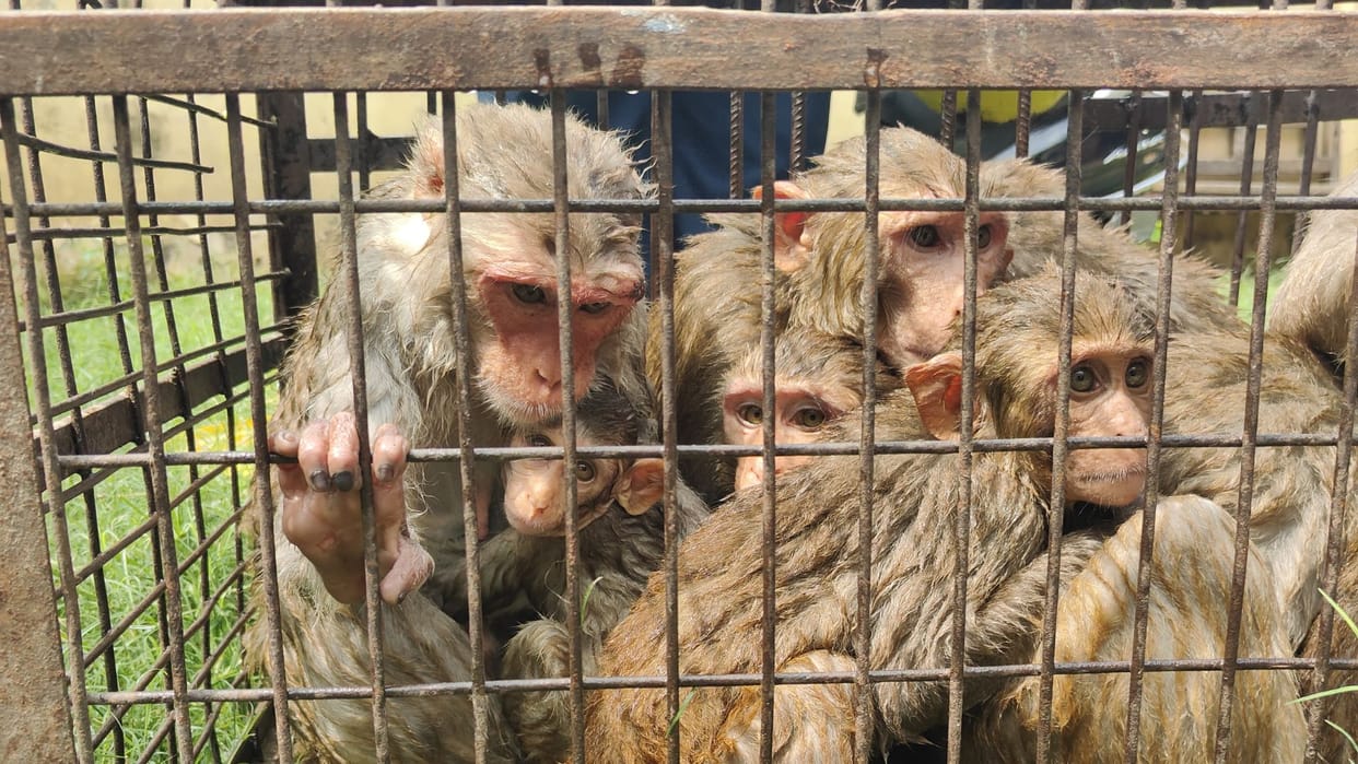 Forest Department will catch monkeys in city of Varanasi