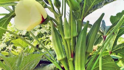 Quercetin and glucose protect ladyfinger from cadmium