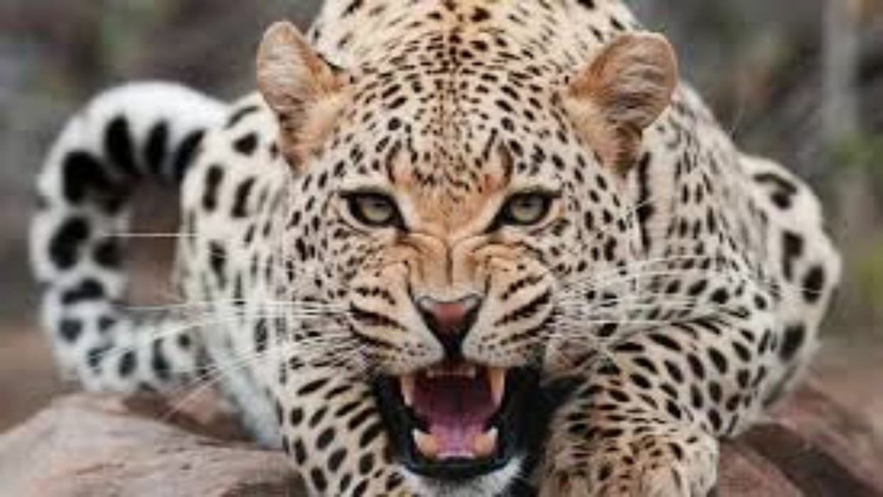 Rajasthan News: Minor killed in another leopard attack in Udaipur, dead body found four km inside the forest