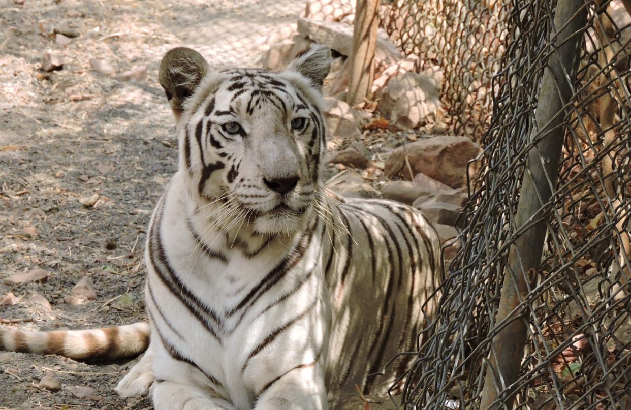 Bhopal News: White tigress dies in Van Vihar, Bhopal, 15 year old 'Riddhi' was brought from Indore