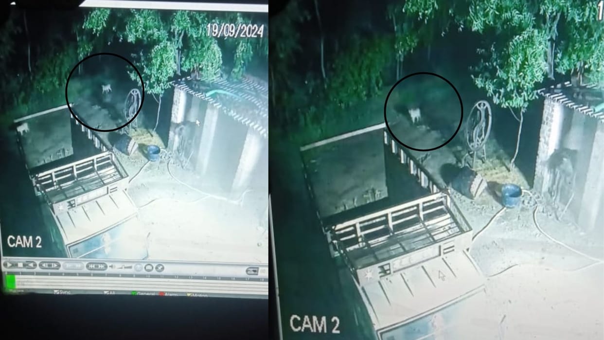 TerroTwo animals caught on CCTV, suspected to be wolves, villagers in panicr of two animals captured in CCTV