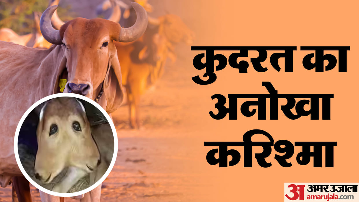 Karnataka calf with two heads borns in Kinnigoli area of Mangaluru